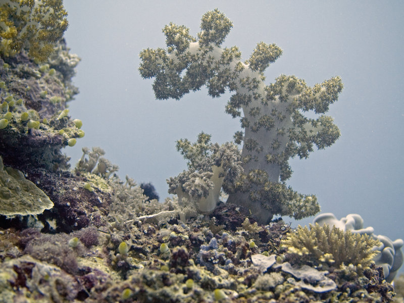 Underwater Scene, Layang Layang